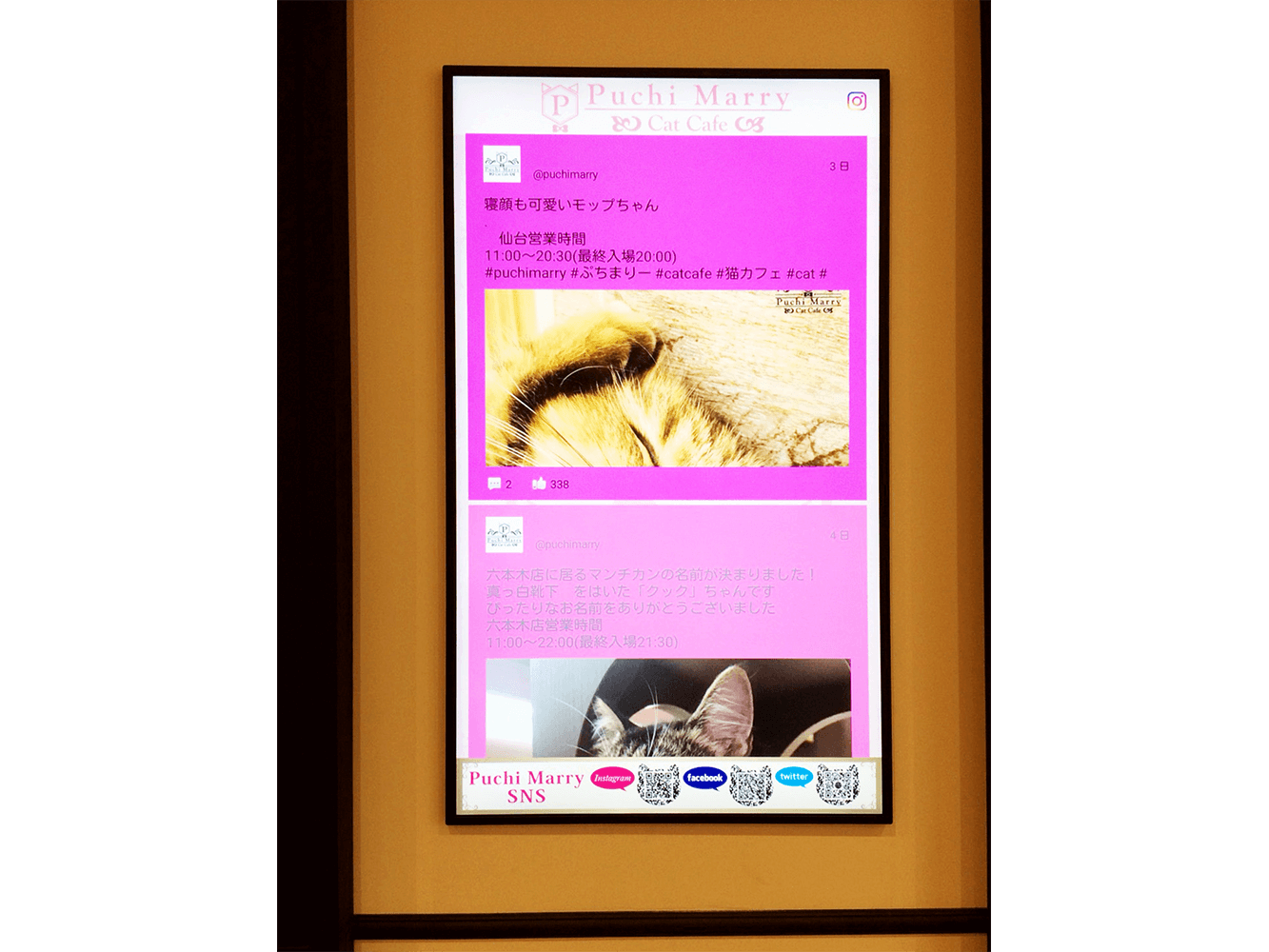 SNSサイネージ　猫カフェでの使用例②