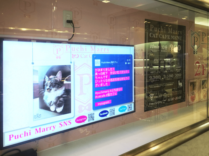 猫カフェ