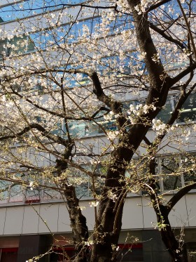 さくら 桜